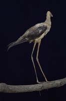 藏品(高蹺鴴)的圖片